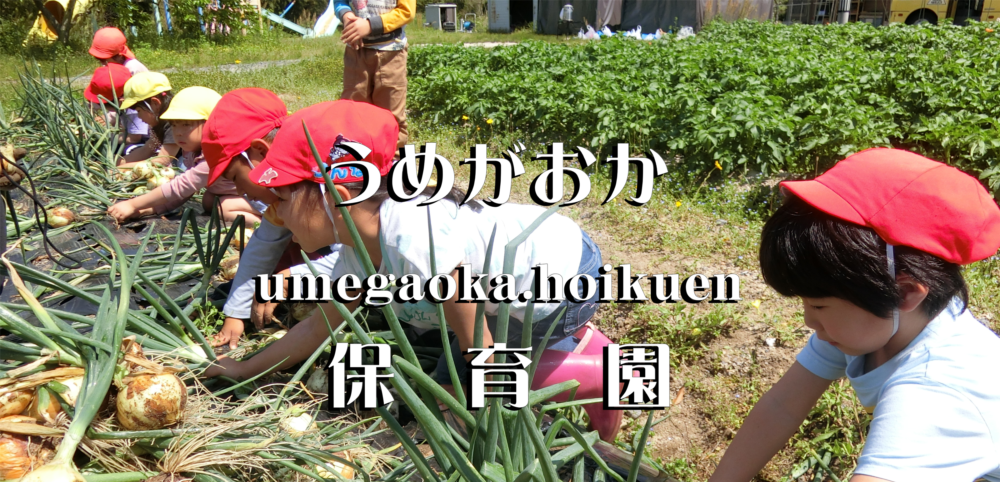年間野菜栽培計画