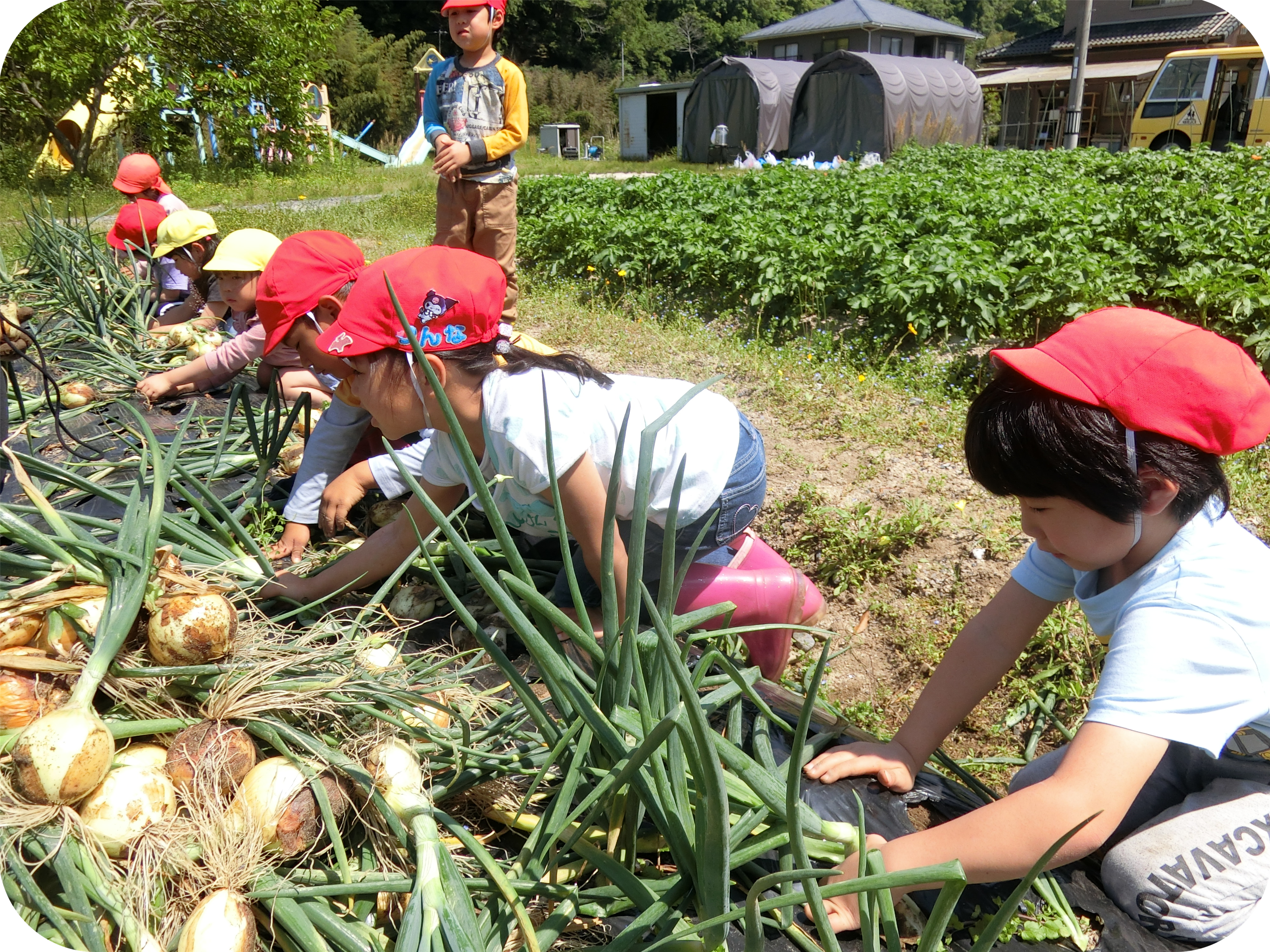 年間野菜栽培計画